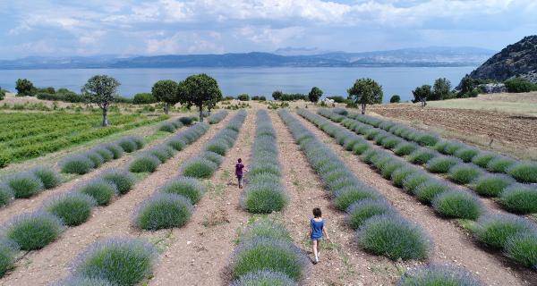 Burdur ve Isparta lavanta kokuyor